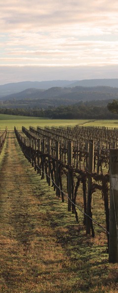 Nebbiolo (Barolo DOCG)
